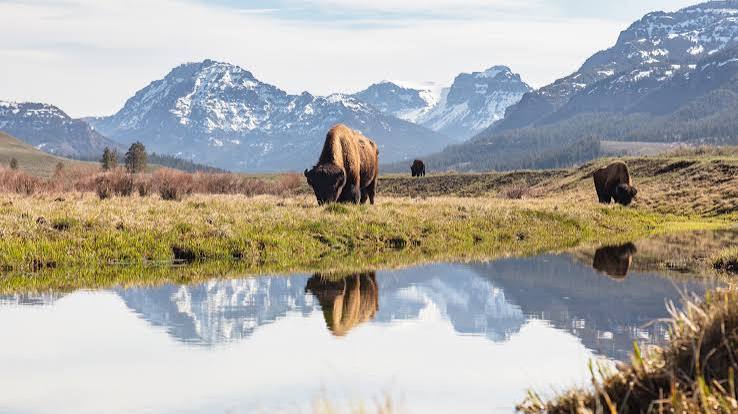 Bull elk in the river