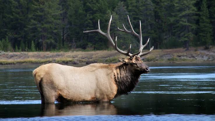 Bison grazing by a reflective pond
