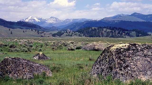 Bison crossing the park road